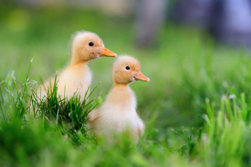 Two little duckling on green grass