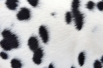 Dalmatian fur background