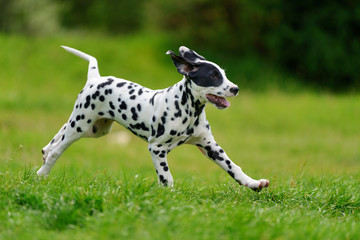 Dalmatian dog outdoors in summer