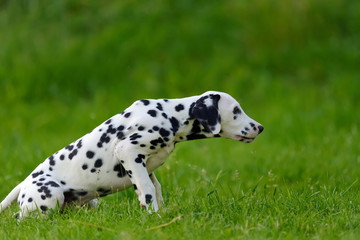 Dalmatian dog outdoors in summer