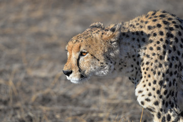 Gepard © Robert Styppa