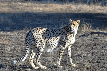 Gepard © Robert Styppa