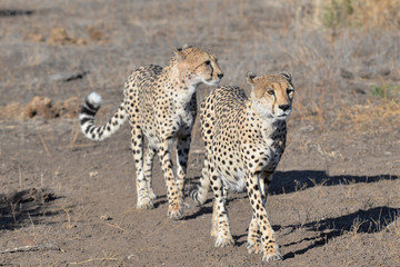 Gepard © Robert Styppa