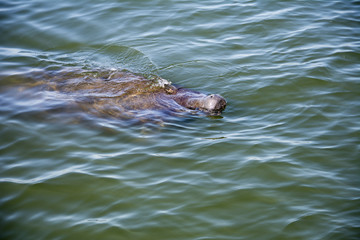 manatee swimming in the bay