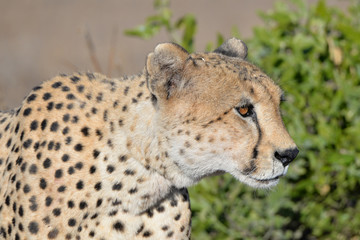 Gepard © Robert Styppa