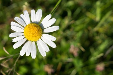 Camomile daisy flowers