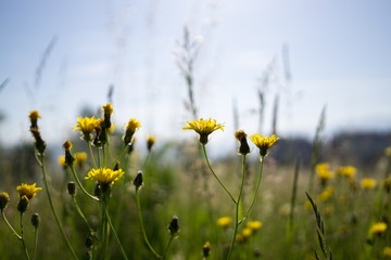 Obraz premium Meadow flowers. Slovakia