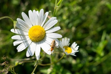 Fototapeta premium Camomile daisy flowers