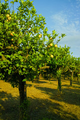 Fototapeta na wymiar Citrus fruit rich in vitamin C – ripe yellow Sicilian lemons on lemon trees, ready to harvest