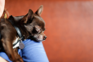 brown Chihuahua sleeps on the shoulder of the girl in blue. Red background.