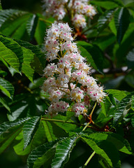 The closeup the bright white flowers of chestnut bloom in spring on the Balkans, the beautiful flowers on the background of green trees.