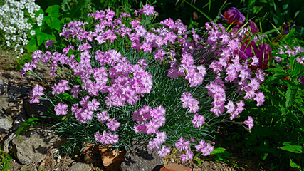 Obraz premium The closeup of the bush of pink carnations (Dianthus japonicus), the delicate flowers of the Black Sea coast in Bulgaria.