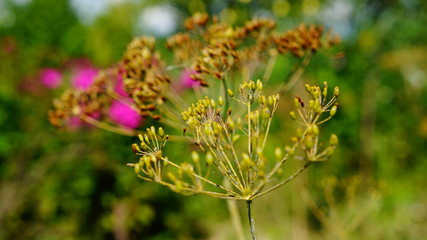 Schrebergarten in Polen