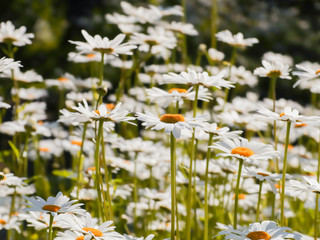Daisies bloom in the summer garden. White-yellow flowers.