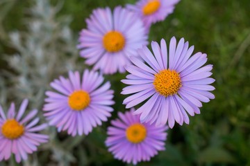 Obraz premium Purple flower. Slovakia