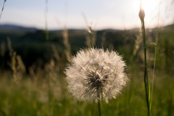 Dandelion in the grass during sunset. Slovakia