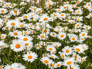 Daisies bloom in the summer garden. White-yellow flowers.