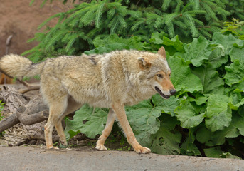 Naklejka na ściany i meble Eurasian wolf (Canis lupus lupus) in forest in summer