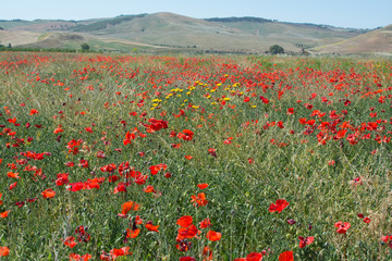 Red poppy flowers on the field
