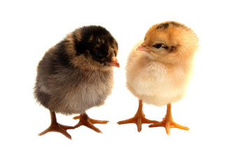 Yellow chickens looking at one white isolated on a red background