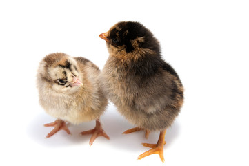 Fototapeta premium Yellow chickens looking at one white isolated on a red background