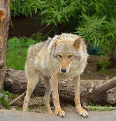 Eurasian wolf (Canis lupus lupus) in forest 