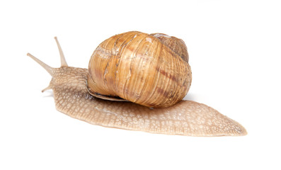 Crawling snail isolated on a white background