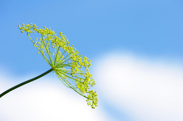 Flower of green dill (fennel) against the background of the sky. Blue background with flowers of dill