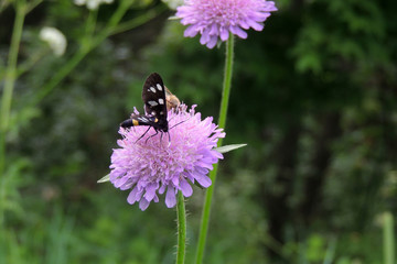 Butterfly on flower