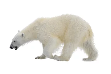 Photo sur Plexiglas Ours polaire Ours polaire isolé sur fond blanc