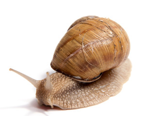 Crawling snail isolated on a white background
