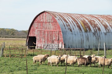 Obraz premium Sheep Farm