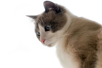 Cat of the Neva-masquerade light color with blue eyes on a white background.