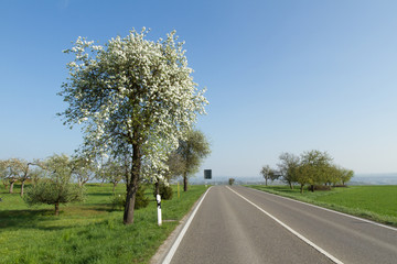 Obstbaumblüten © waechter-media.de