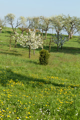 Obstbaumbl&uuml;ten