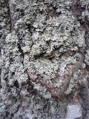  Lichen