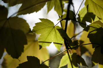Botanical Garden, Iasi, Romania