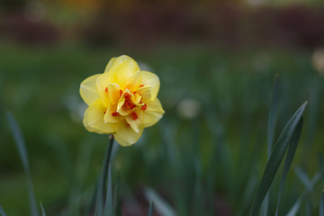 Botanical Garden, Iasi, Romania