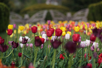 Botanical Garden, Iasi, Romania