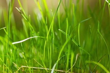Young green grass in close up