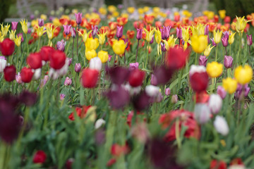 Botanical Garden, Iasi, Romania