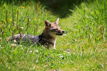 Andean fox, lycalopex culpaeus, also known as culpeo, zorro culpeo or andean wolf. Carretera Austral Chile