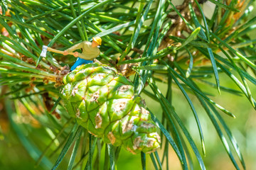Waldarbeiter mit Axt fällt einen Föhrenzapfen