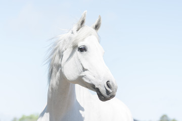 Obraz na płótnie Canvas White arabian horse