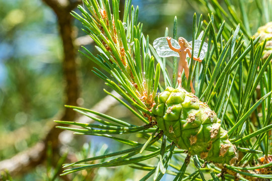 Kleine Waldfee flaniert auf einem F&ouml;hrenzapfen