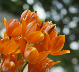 Orange Blumen blühen in voller Pracht