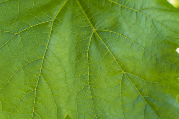 Fototapeta na wymiar Structure of a green leaf
