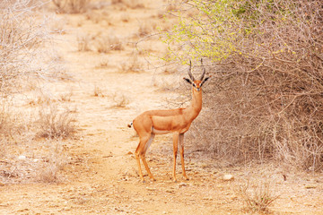 Gerenuk or giraffe gazelle near bushes at savannah