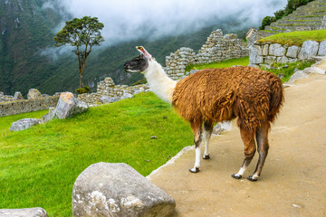 Fototapeta premium Lama grazing at Machu Picchu- Incas ruins in Andes,Cuzco region