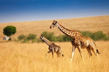Mother giraffe walking with little calf in savanna